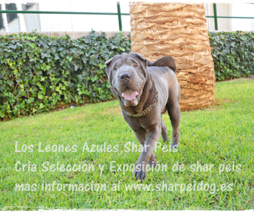 shar pei azul