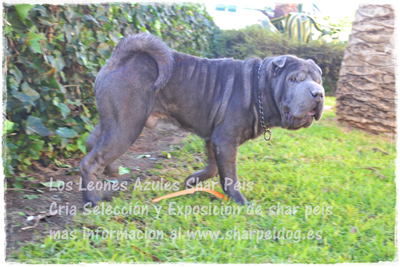 sharpei azul