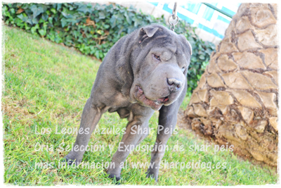 sharpei azul