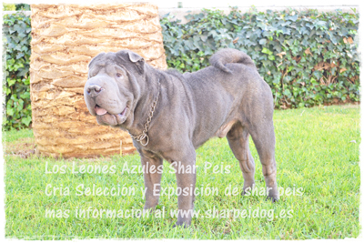 sharpei azul