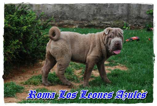 los leones azules