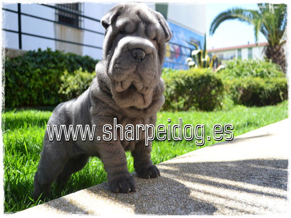 sharpei azul