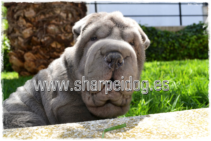 shar pei azul