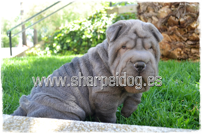sharpeiazul